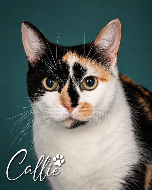 Callie photo 6