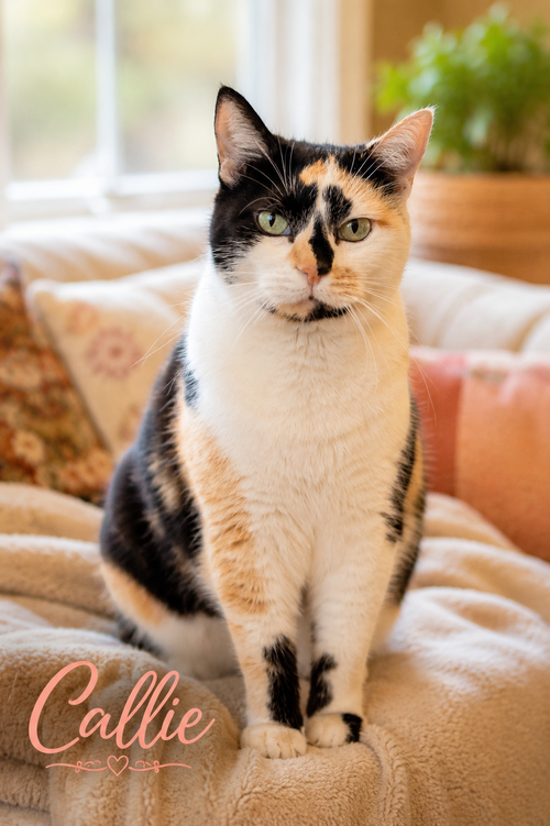 Callie