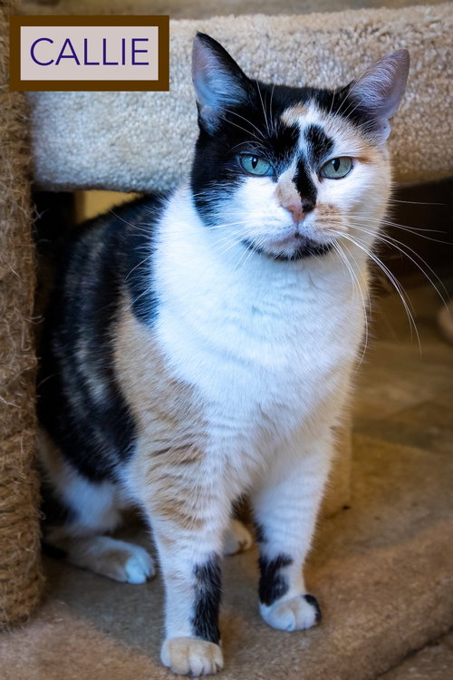 Callie photo 2