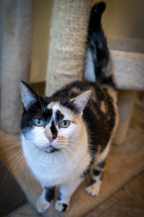 Callie photo 3