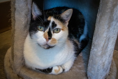 Callie photo 4
