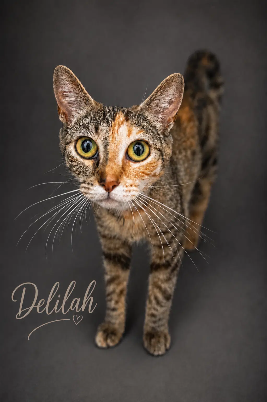 Delilah Fcid  -  Trainer - Tabico