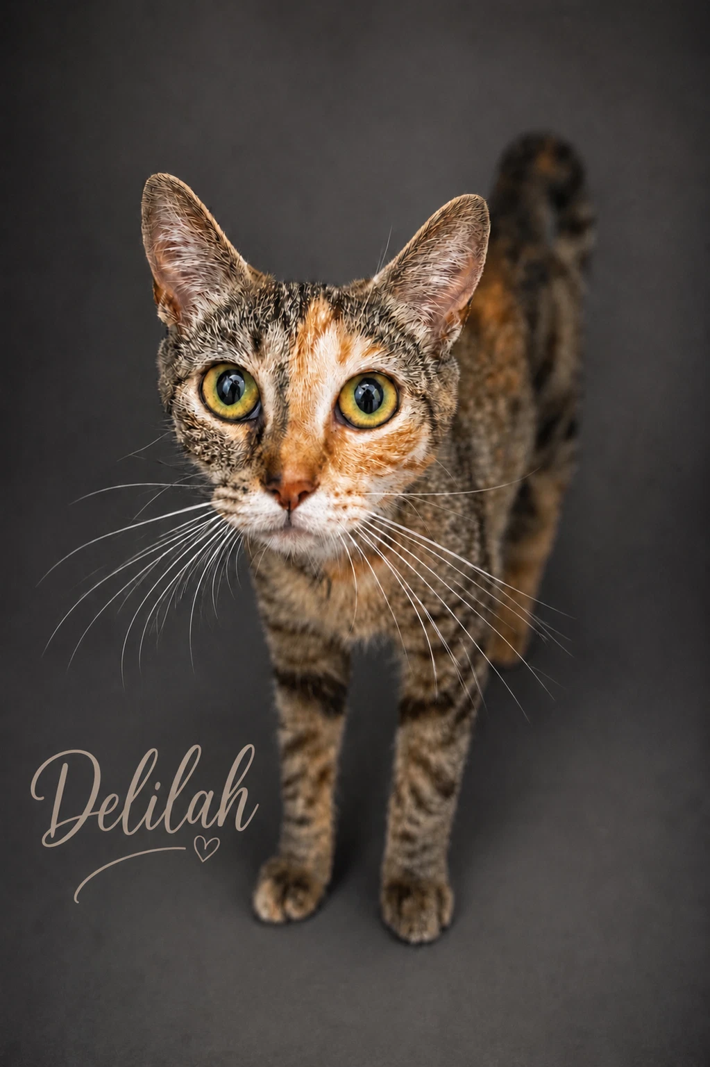 Delilah Fcid  -  Trainer