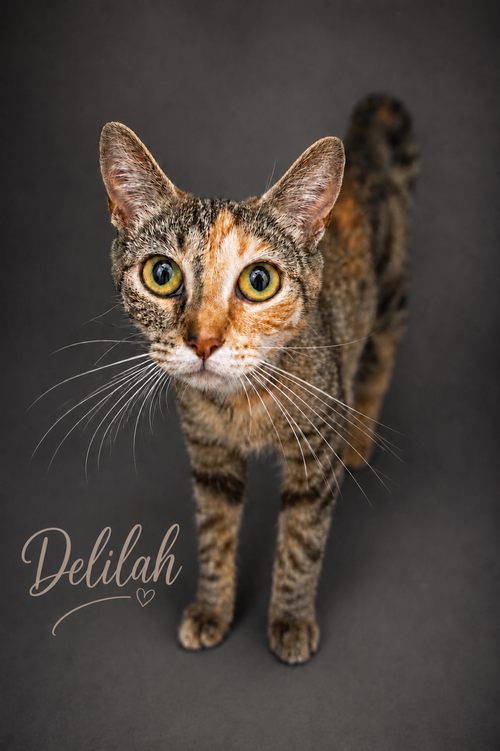Delilah (FCID# 06/08/2026 - 83 Trainer)