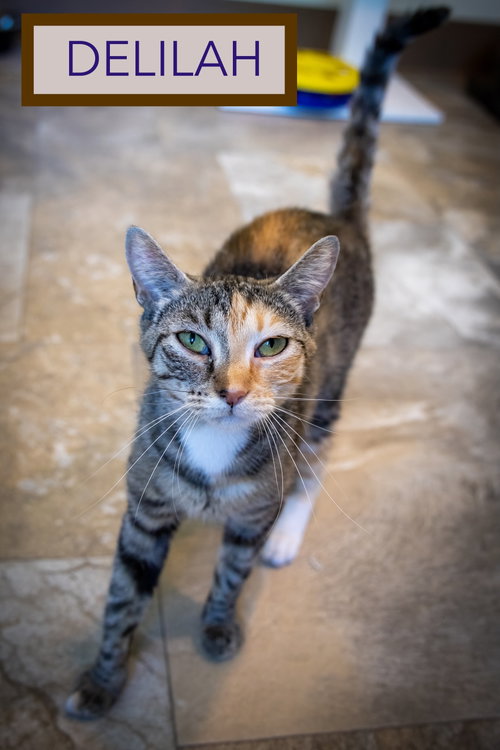 Delilah photo 4