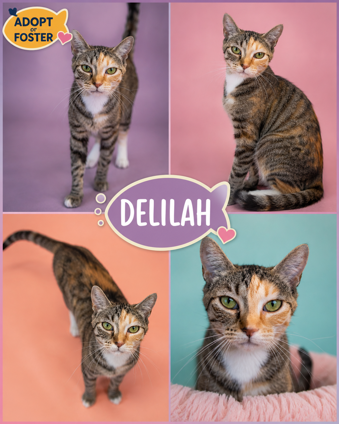 Delilah (FCID# 06/08/2026 - 83 Trainer), cat