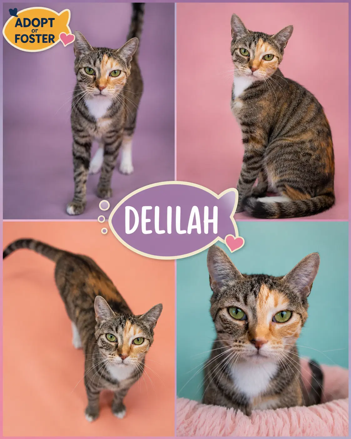 Delilah Fcid  -  Trainer image 3