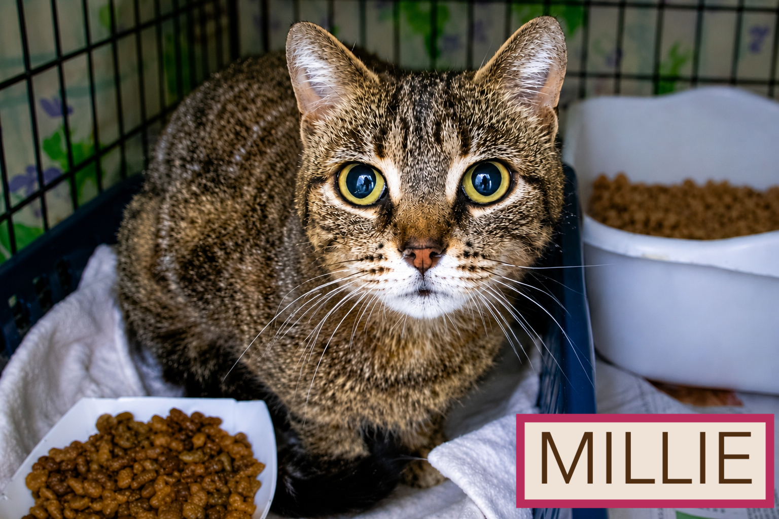 Molly (FCID# 05/18/26-37 Millsboro PS), photo 6