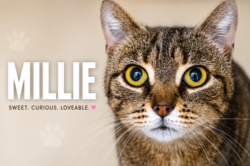 Millie photo 4
