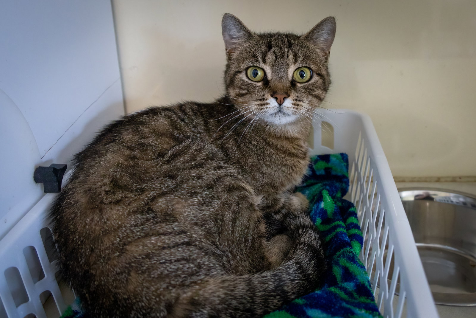 Molly (FCID# 05/18/26-37 Millsboro PS), photo 5