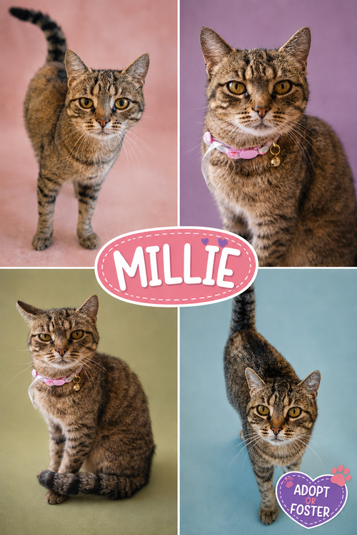 Millie (FCID# 05/18/2026 - 37 Trainer), a cat for adoption from Forgotten Cats, Inc.