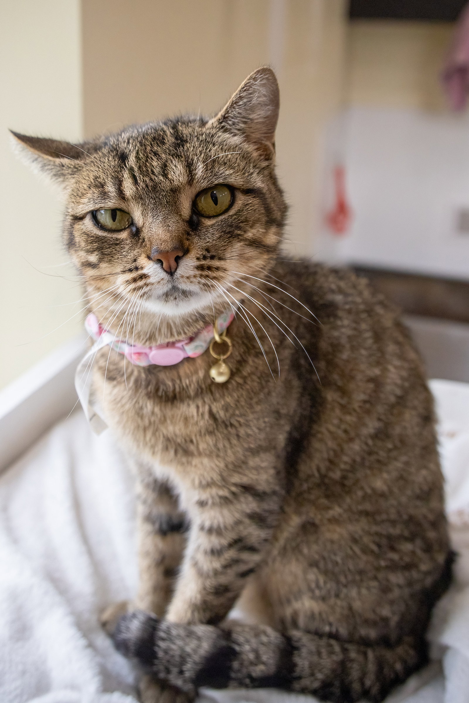 Molly (FCID# 05/18/26-37 Millsboro PS), photo 2