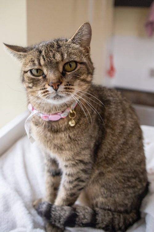 Photo 3 of Millie (FCID# 05/18/2026 - 37 Trainer)
