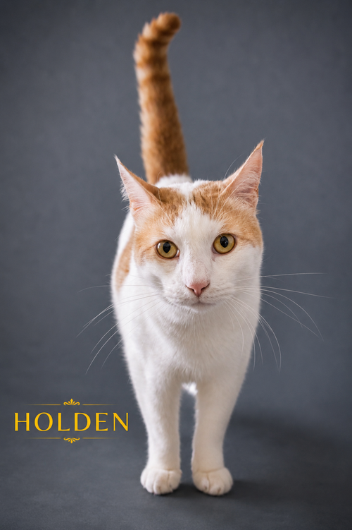 Holden (FCID# 10/22/2025 - 77 Trainer)