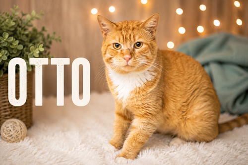 Otto (FCID# 06/08/2026 - 1 Trainer)