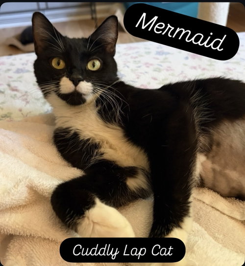 Mermaid, Willow Grove Area, (FCID 05/19/2026-79)