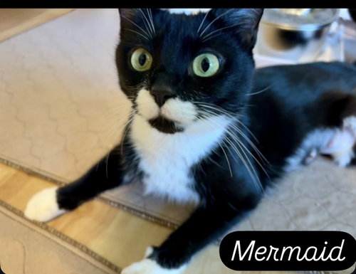 Mermaid photo 3