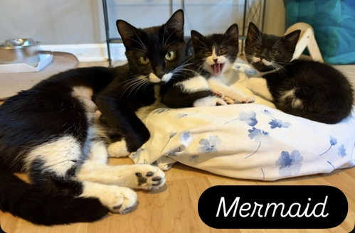 Mermaid photo 4