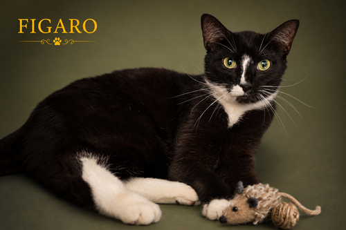 Figaro (FCID# 06/08/2026 - 20 Trainer)
