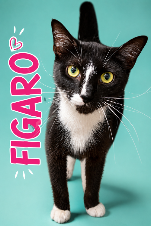 Figaro