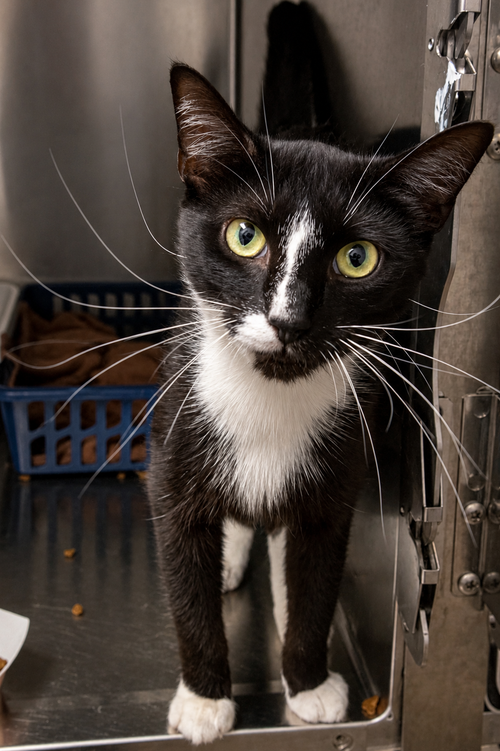 Figaro photo 2