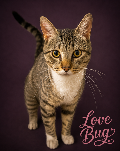 Lovebug/Love Bug (FCID# 06/08/2026 - 8 Trainer)