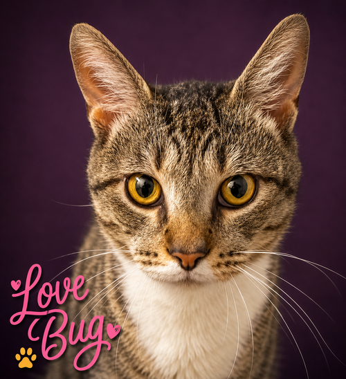 Lovebug/Love Bug photo 2