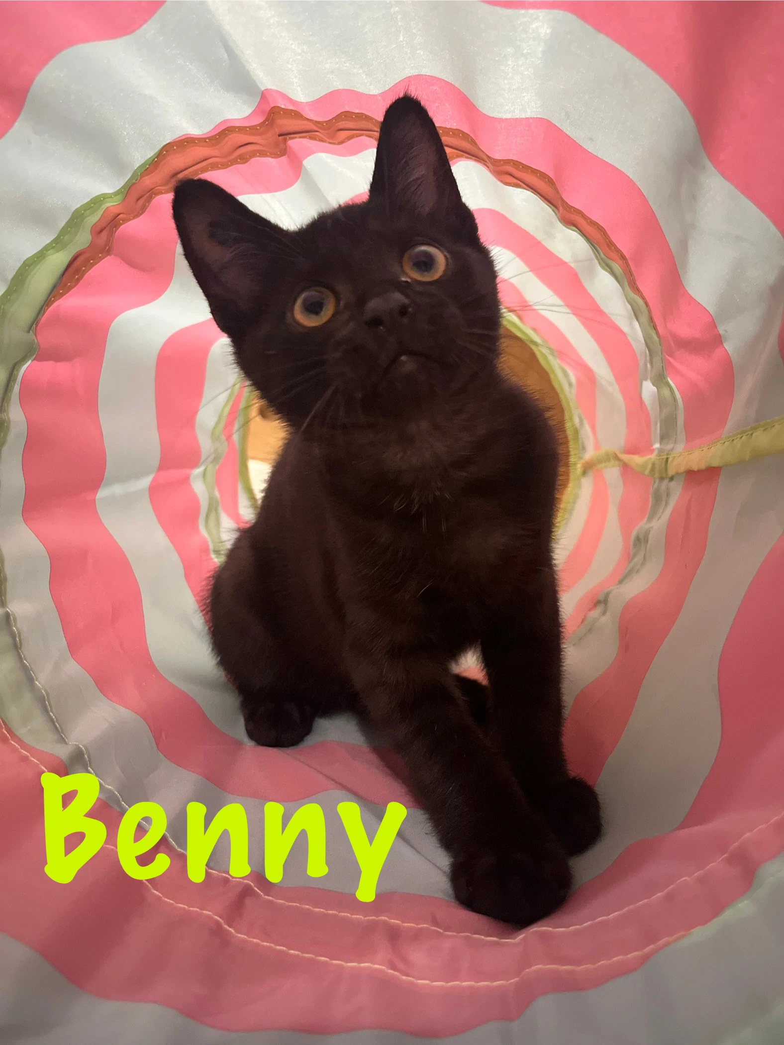 Benny Willow Grove Area Fcdi -
