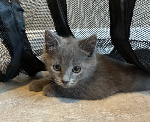 Gojo, Willow Grove Area, (FCID 06/09/2026-133)