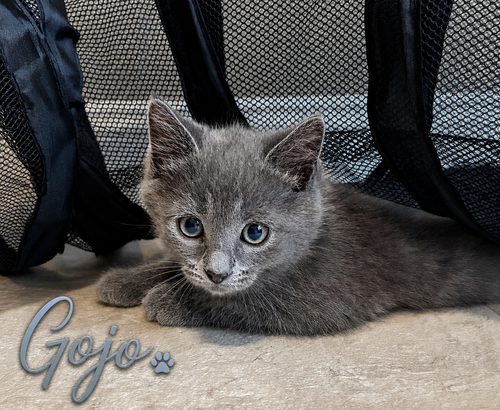 Gojo, Willow Grove Area, (FCID 06/09/2026-133), Baby Domestic Short Hair (short coat), cat for adoption in Willow Grove, Pennsylvania