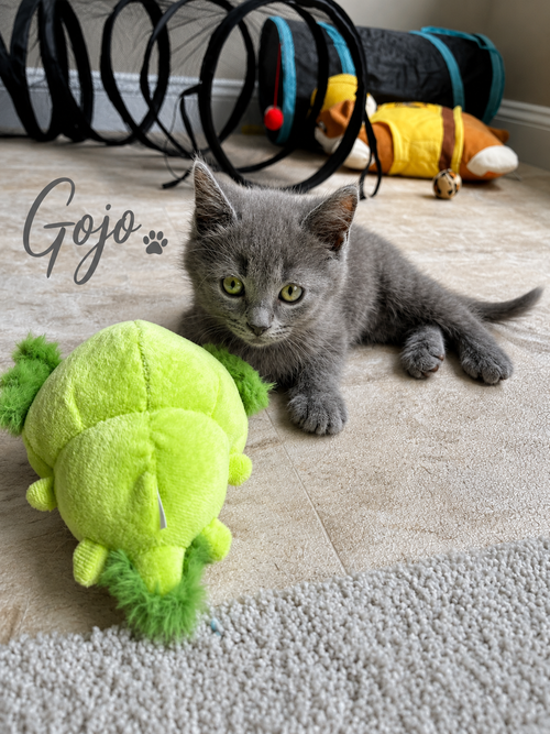 Gojo photo 2