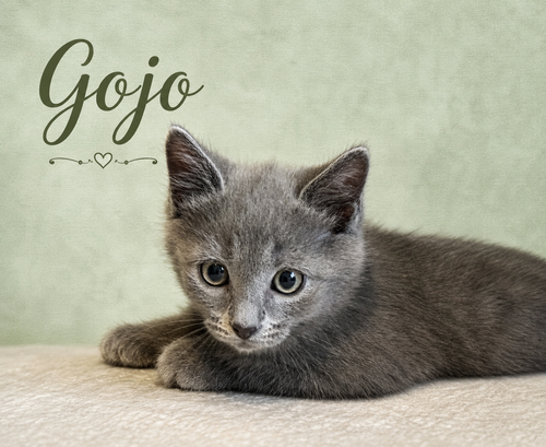 Gojo