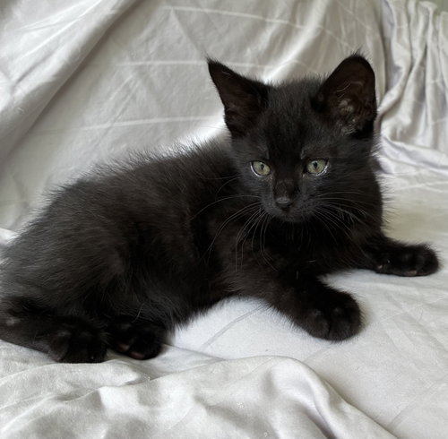 Itachi, Willow Grove Area, (FCID 06/09/2026-132)