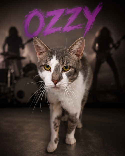 Ozzy (FCID# 06/09/2026 - 86 Trainer)