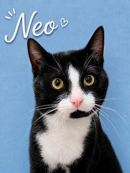 Neo FCID# 05/20/2026-402 Willow Grove