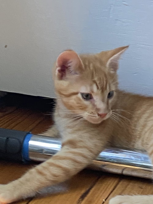 Nandor (FCID# 06/09/2026 - 14)