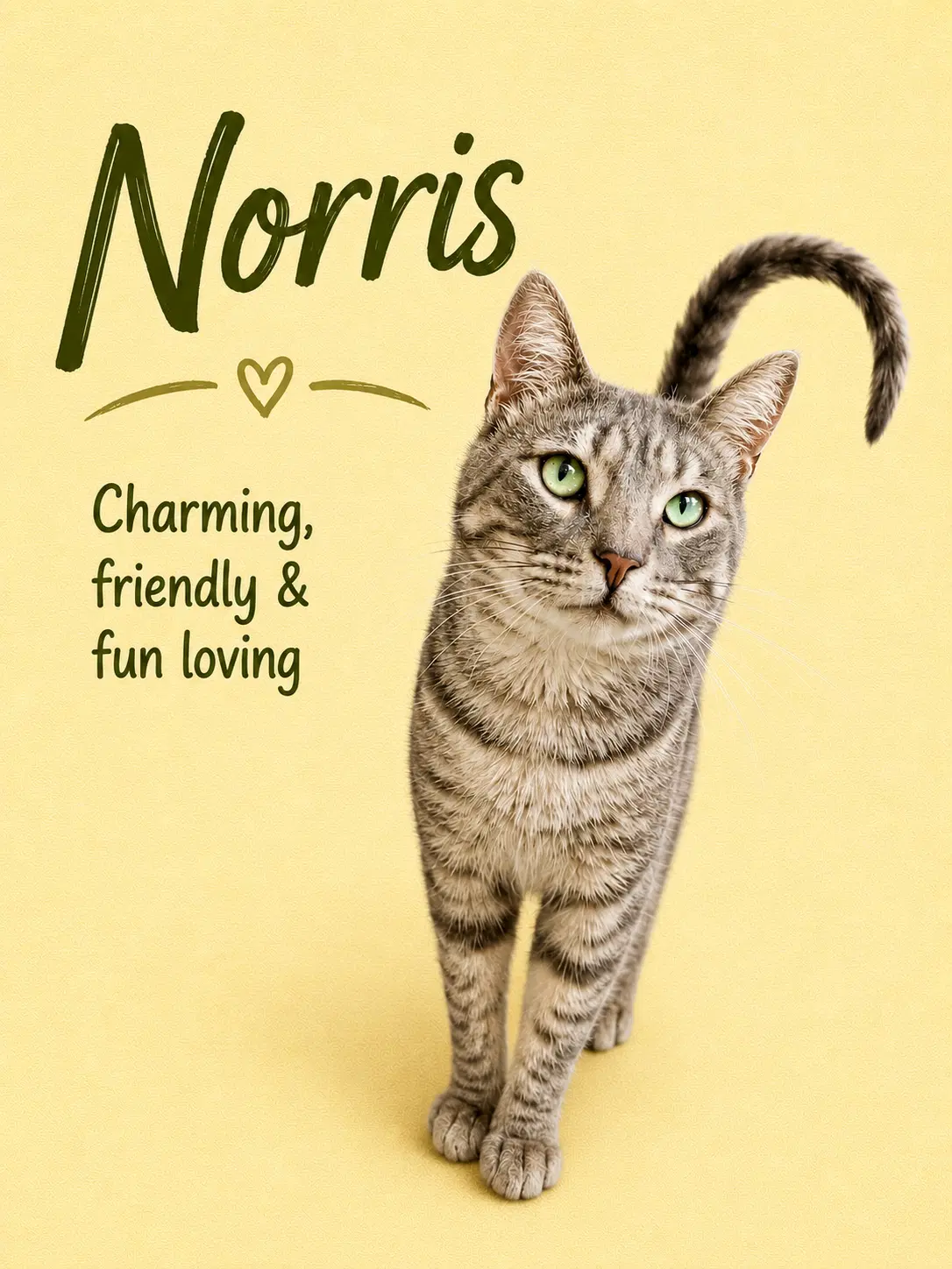 Norris - Willow Grove - Tabby