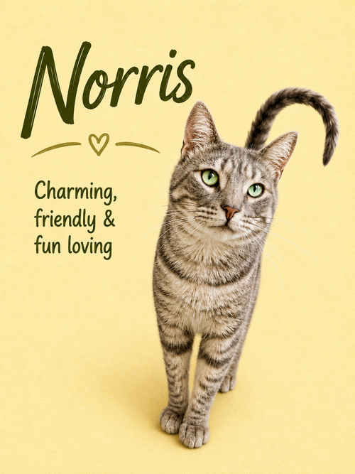 Norris 04/28/2026-116 Willow Grove, Young Tabby (short coat), cat for adoption in Camden, New Jersey