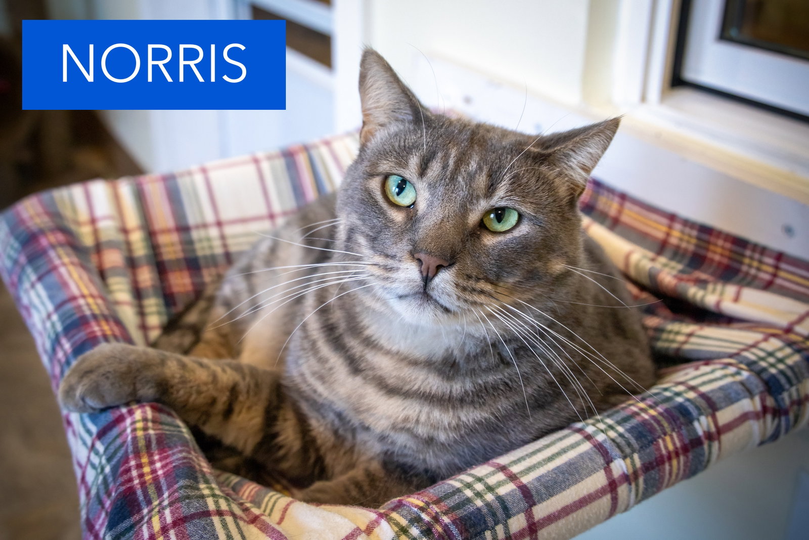 Norris (FCID# 04/28/2026 - 116 Trainer) C, photo 2