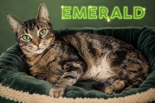 Emerald photo 5