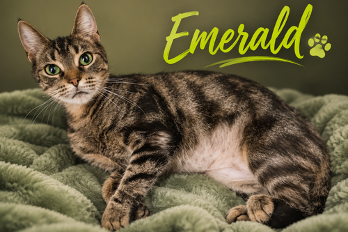 Emerald (FCID# 06/11/2026 - 3 Trainer) C, an adoptable Tabby in Greenville, DE