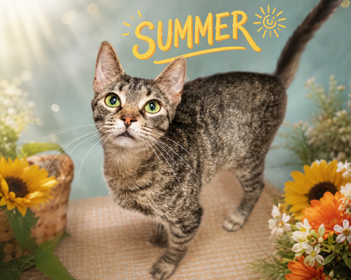 SUMMER (FCID# 06/11/2026 - 2 Trainer) C, an adoptable Tabby in Greenville, DE