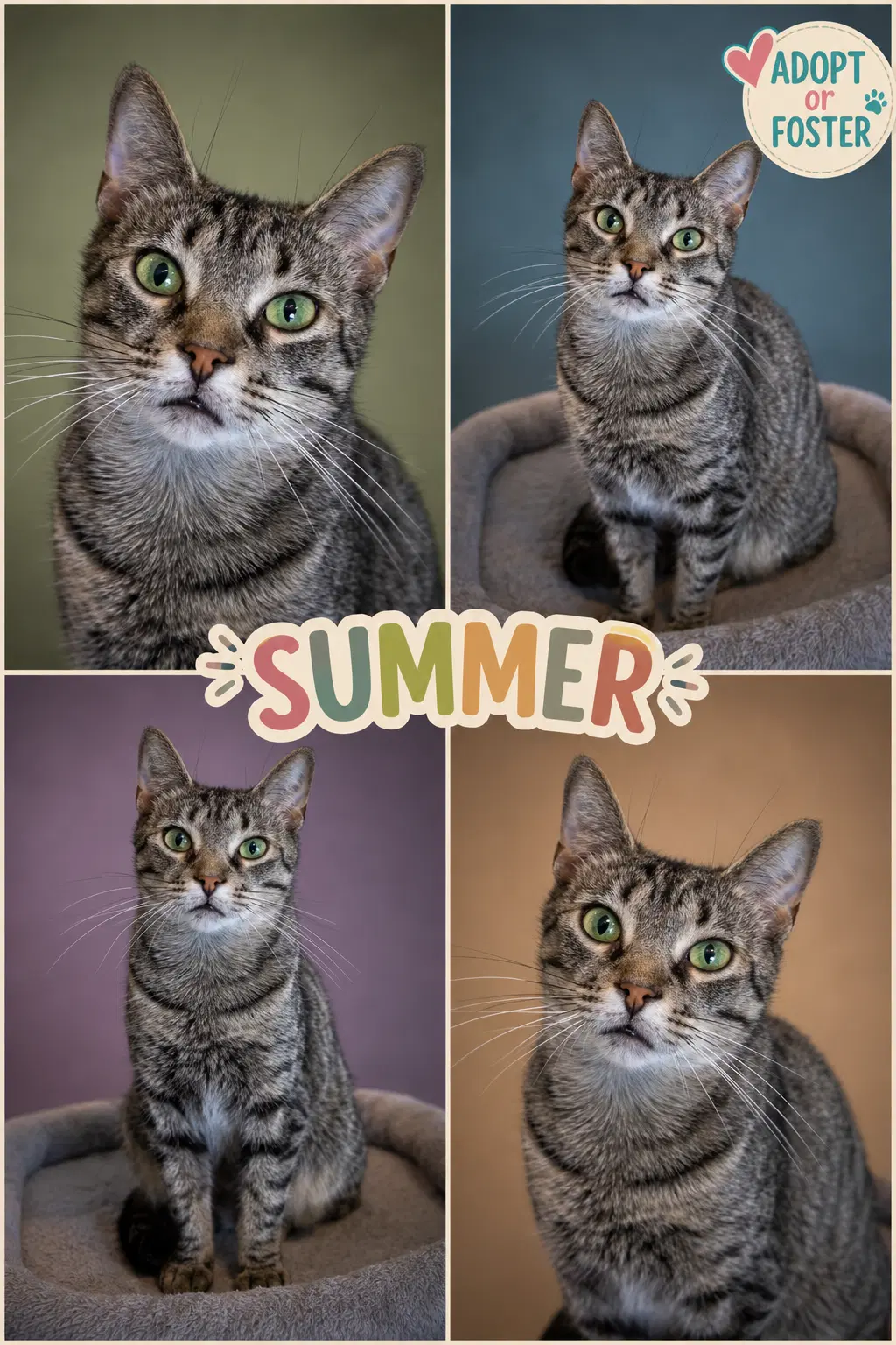 Summer Fcid  -  Glen Mills Ps C image 2