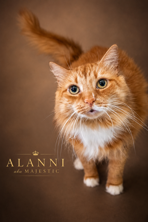 Alanni: Dlh photo 5