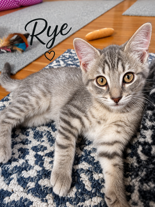 Rye