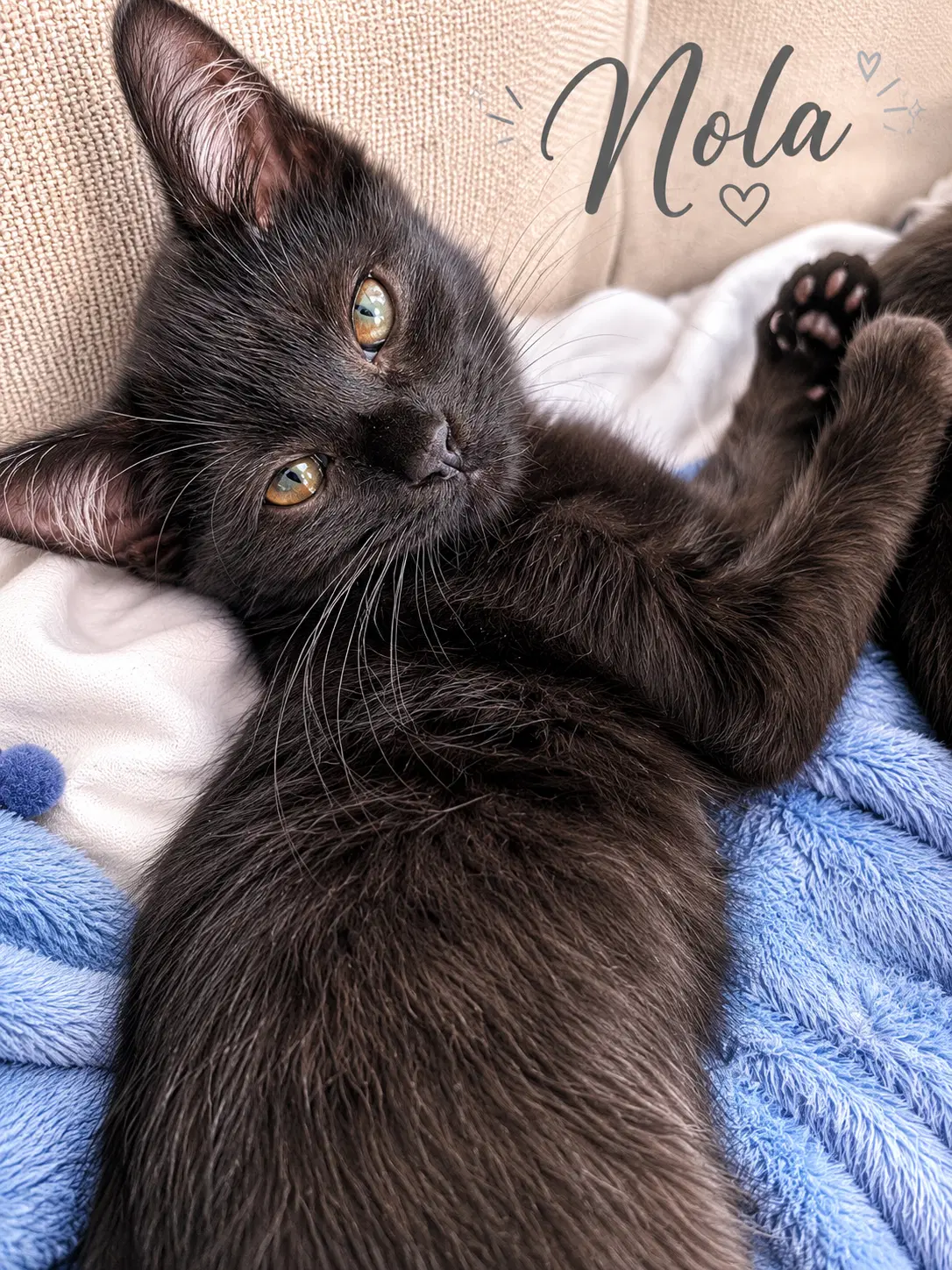 Nola Willow Grove Area Fcid - - Domestic Short Hair