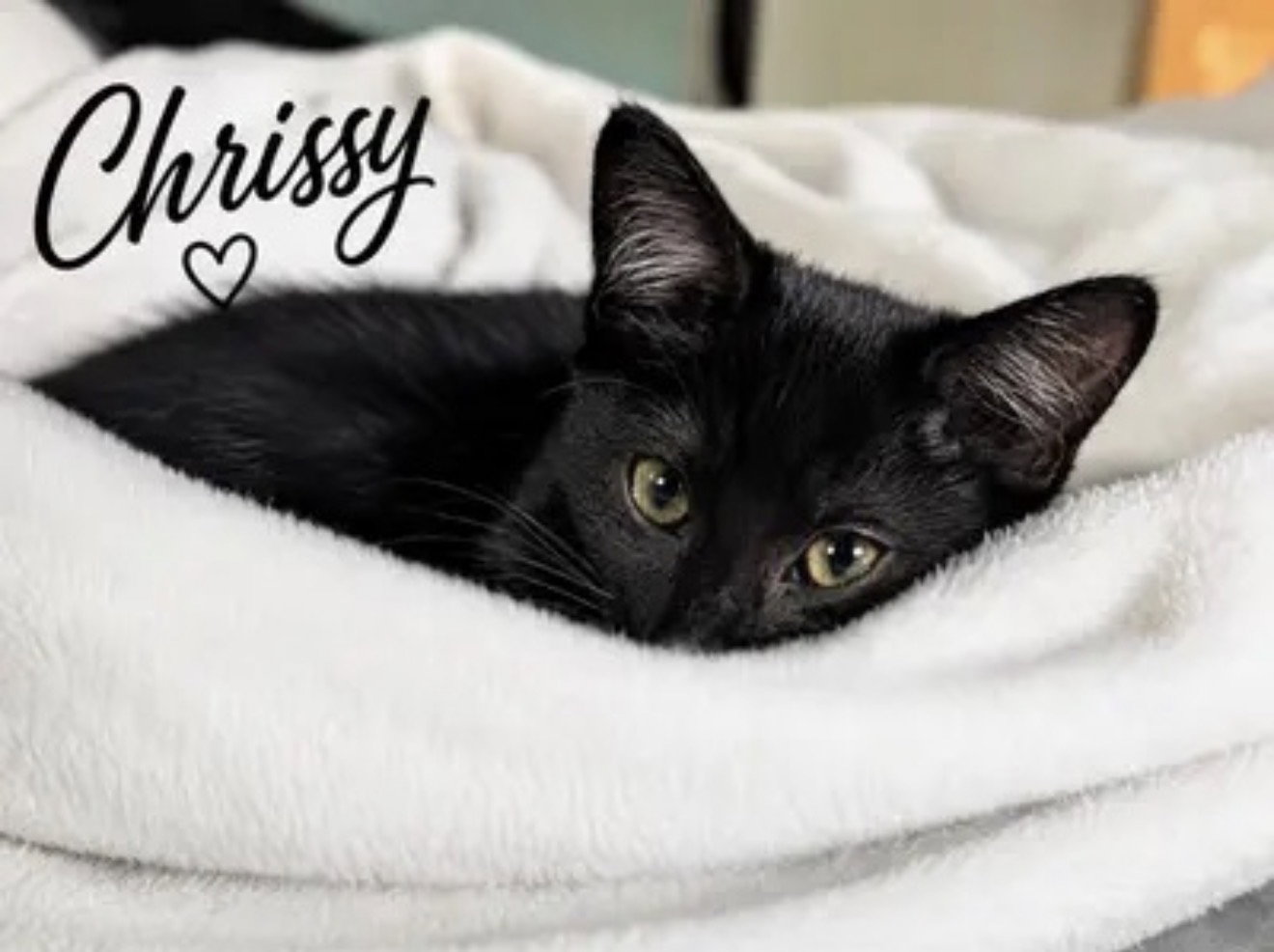 Chrissy, Willow Grove Area, (FCID 6/17/26-153) KDC, cat