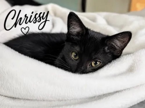 Chrissy, Willow Grove Area, (FCID 6/17/2026-153), Baby Domestic Short Hair (short coat), cat for adoption in Willow Grove, Pennsylvania