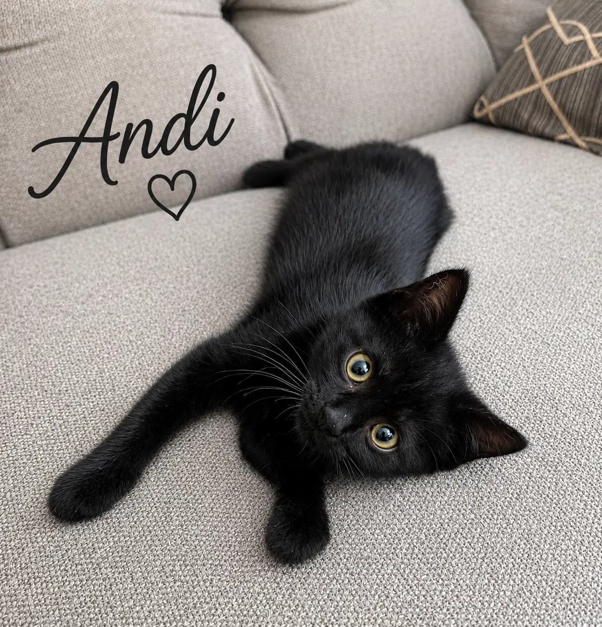 Andi Willow Grove Area Fcid - - Domestic Short Hair