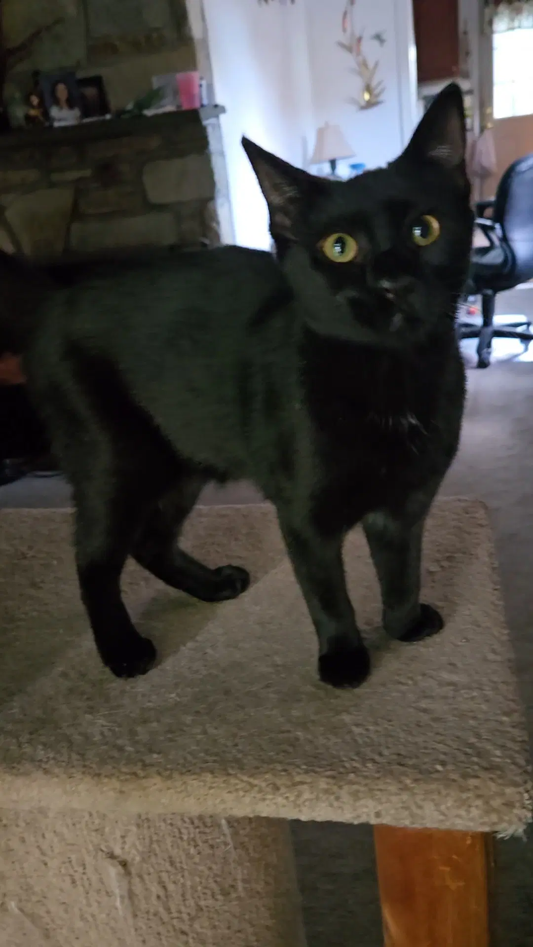 Andi Willow Grove Area Fcid - - Domestic Short Hair
